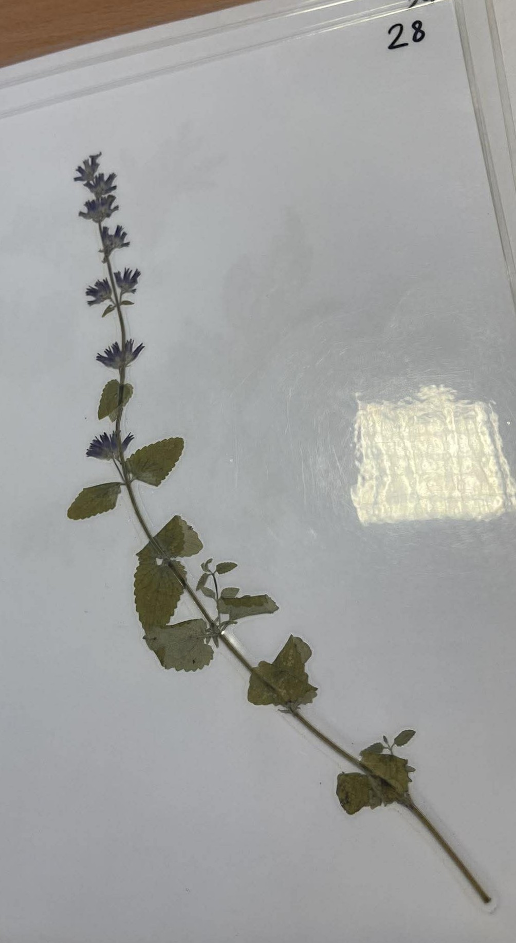 Rastlina Nepeta cataria